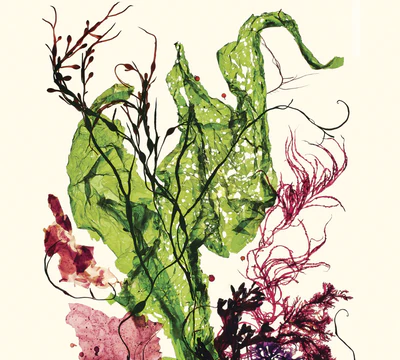 IS SEAWEED THE PERFECT FOOD? | VOGUE MAGAZINE