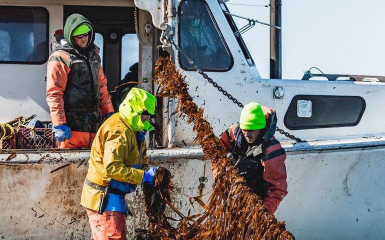 WITH NEW RETAIL PRODUCTS, ATLANTIC SEA FARMS SEEKS TO EXPAND KELP MARKET